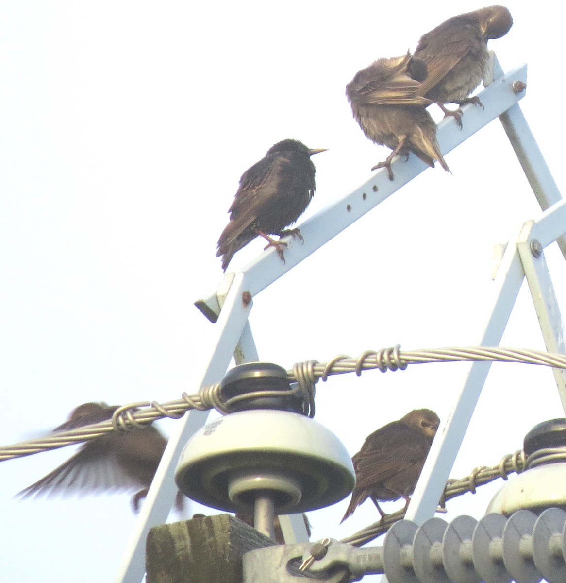 European Starling - ML638953168