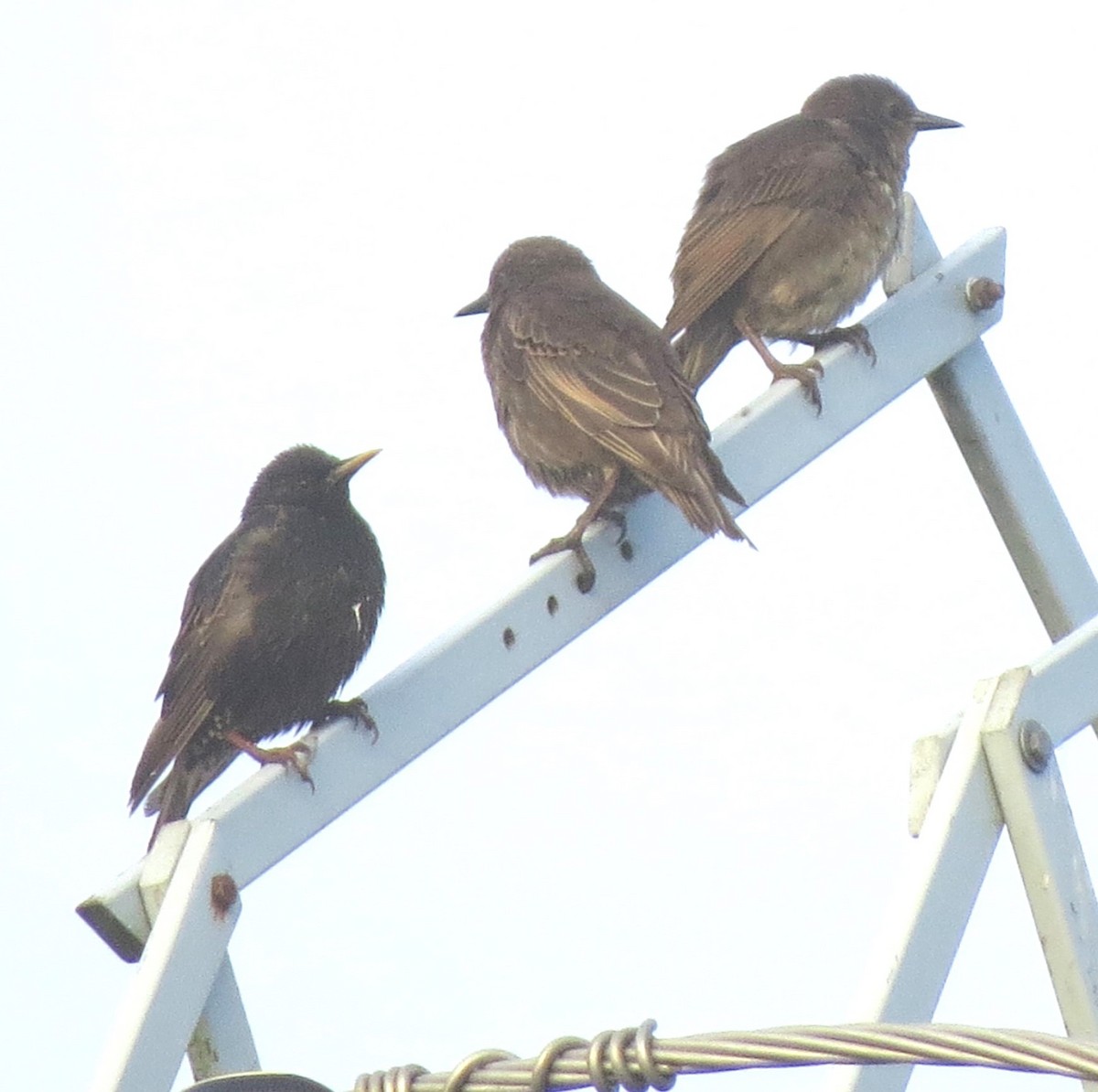 European Starling - ML638953171