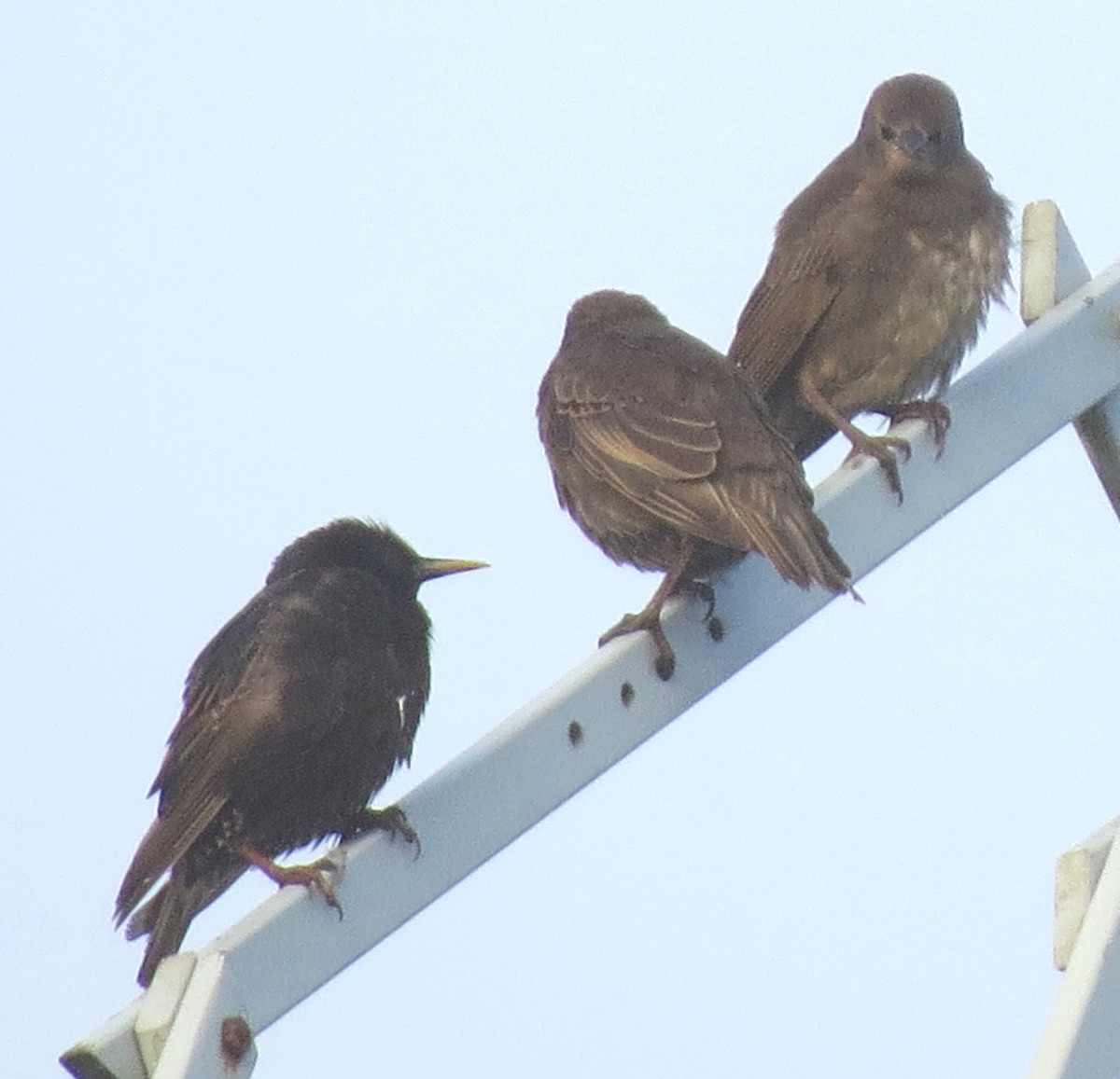 European Starling - ML638953175