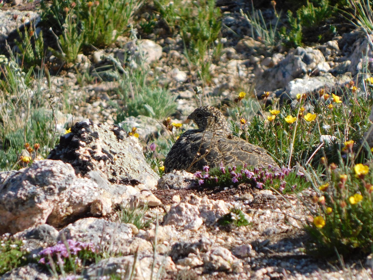 White-tailed Ptarmigan - ML638953194