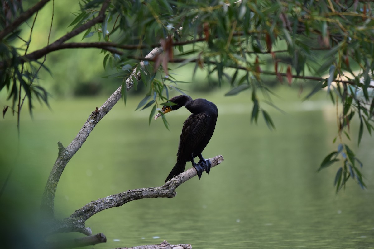 Cormorán Orejudo - ML638953199