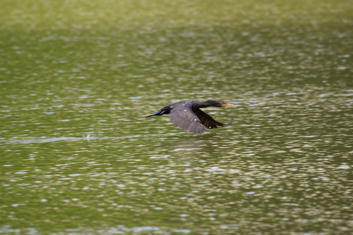 Cormorán Orejudo - ML638953200