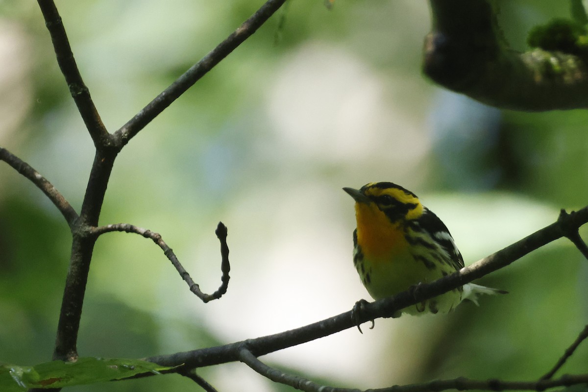 Blackburnian Warbler - ML638953203