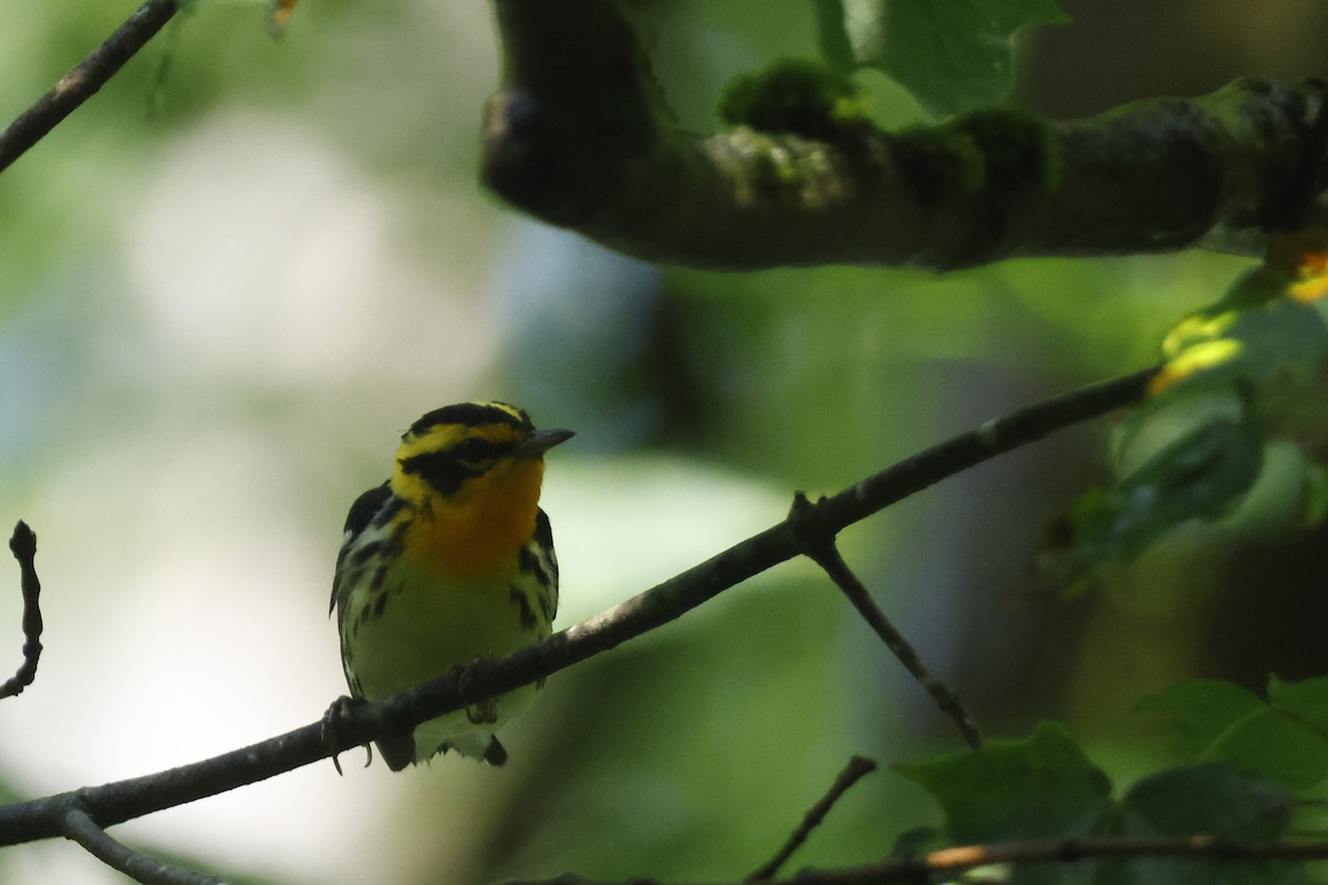 Blackburnian Warbler - ML638953204