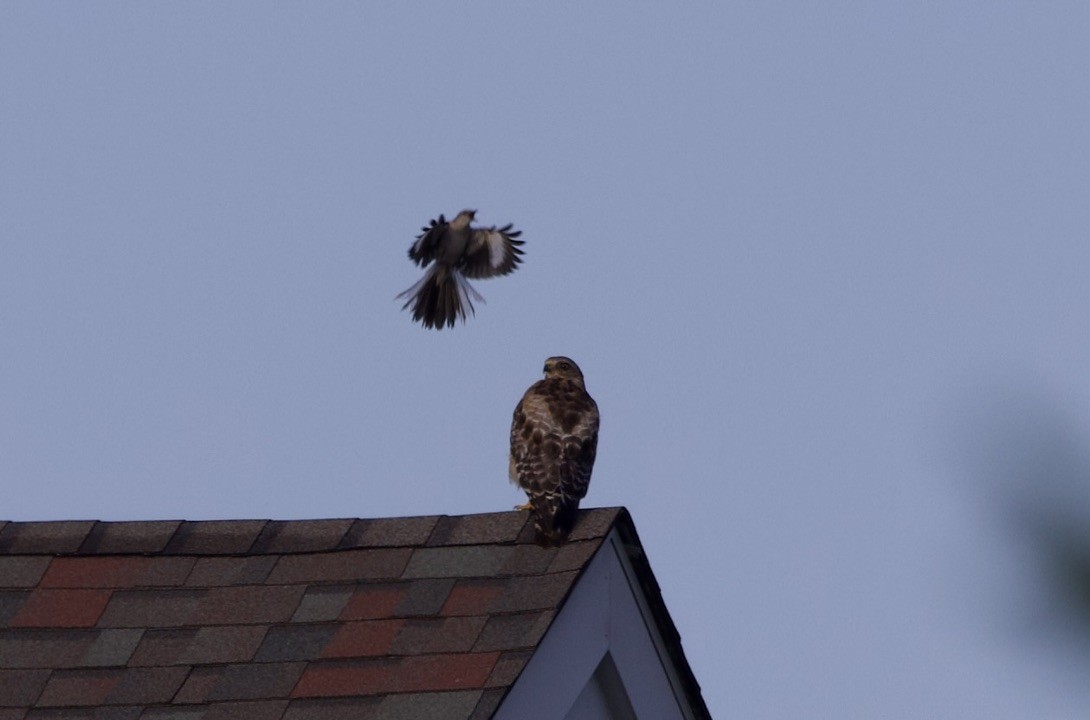 Red-shouldered Hawk - ML638953212