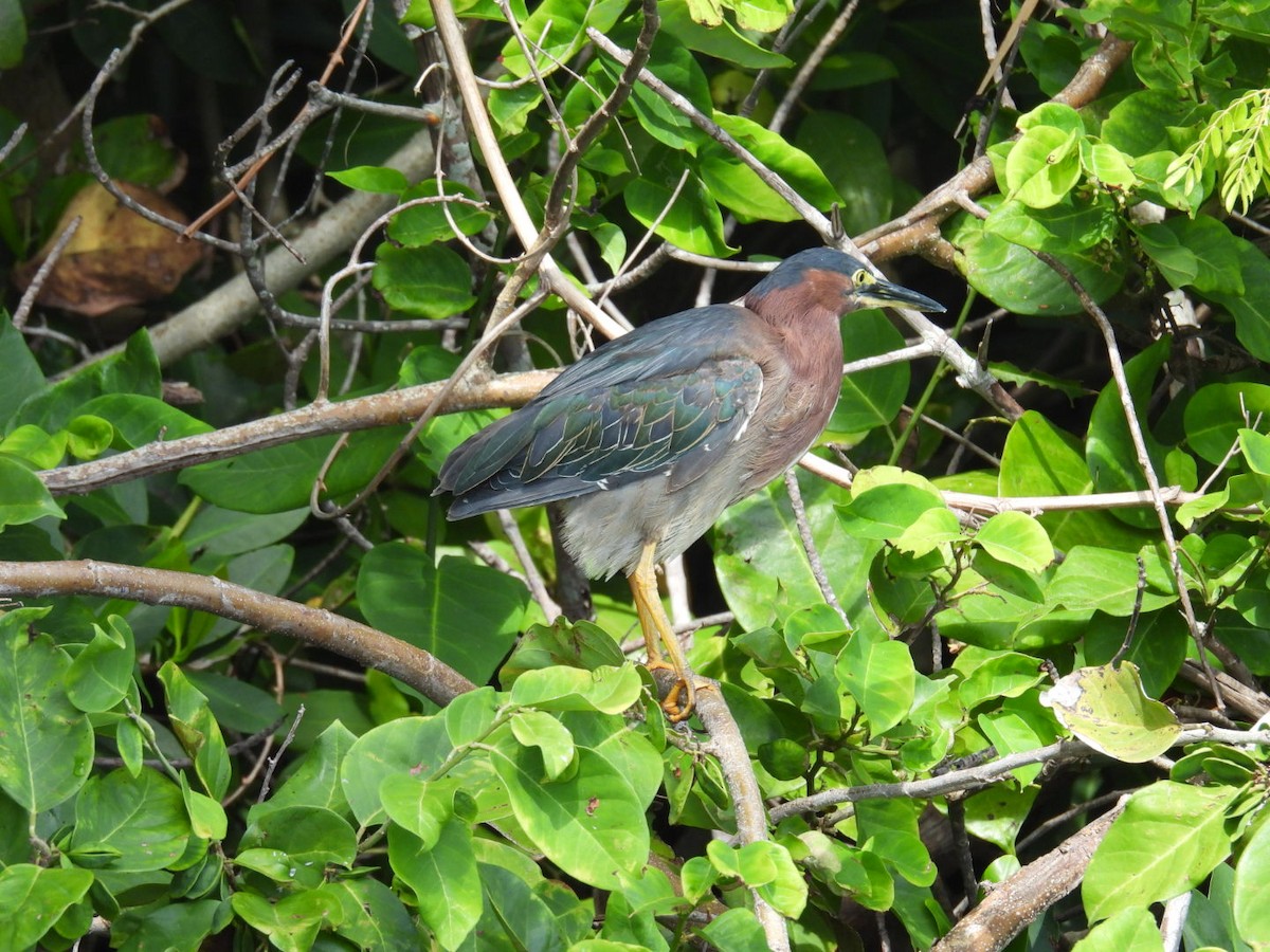 Koartzatxo berdea - ML638953216