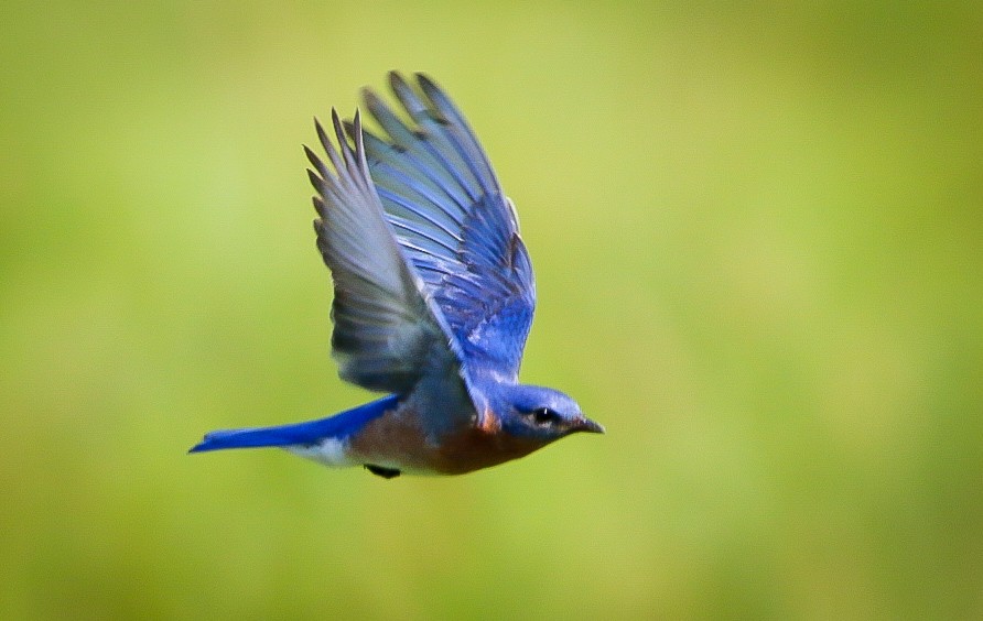 Eastern Bluebird - ML638953220