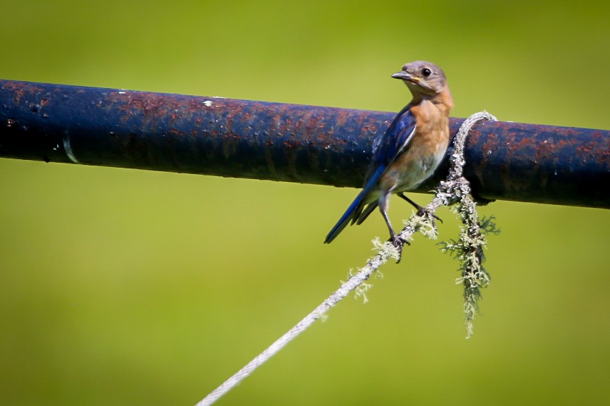 Eastern Bluebird - ML638953221