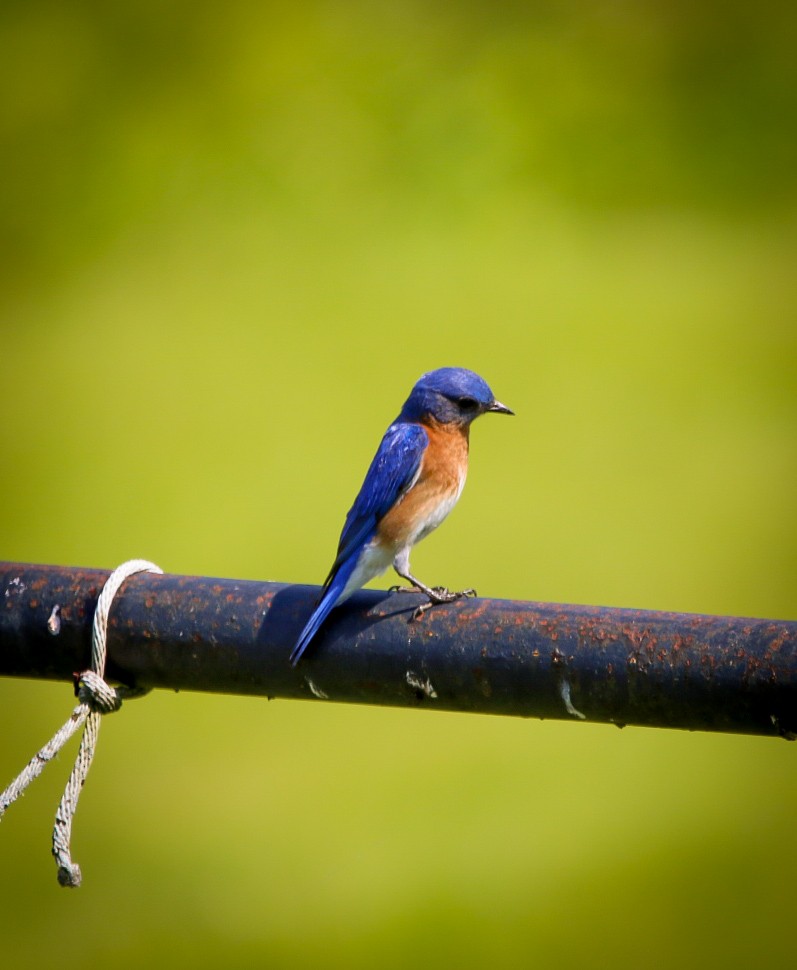 Eastern Bluebird - ML638953222