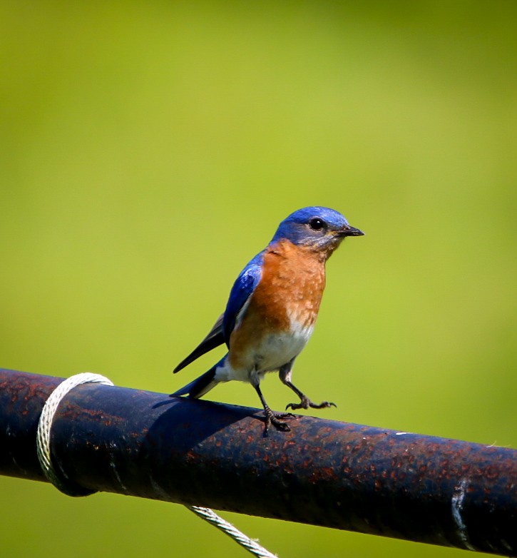 Eastern Bluebird - ML638953223