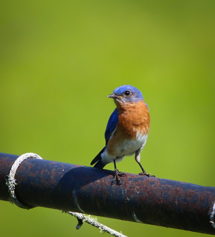 Eastern Bluebird - ML638953224