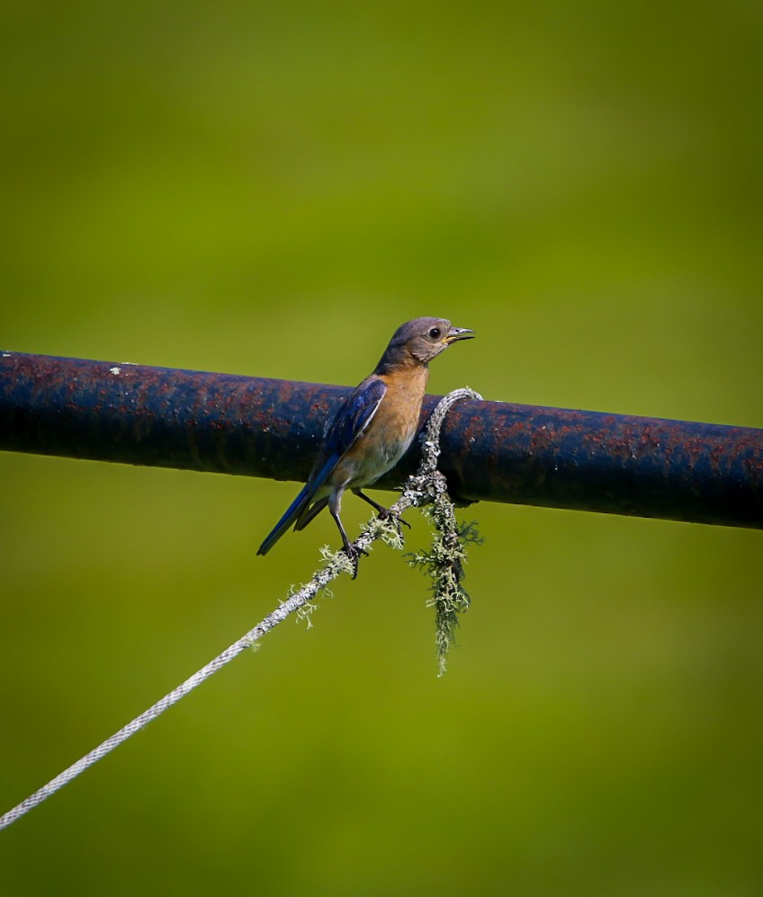 Eastern Bluebird - ML638953225