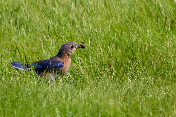 Eastern Bluebird - ML638953226