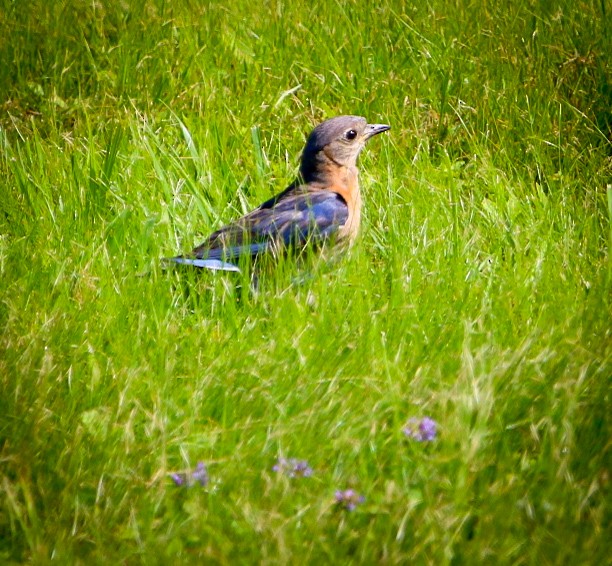 Eastern Bluebird - ML638953227