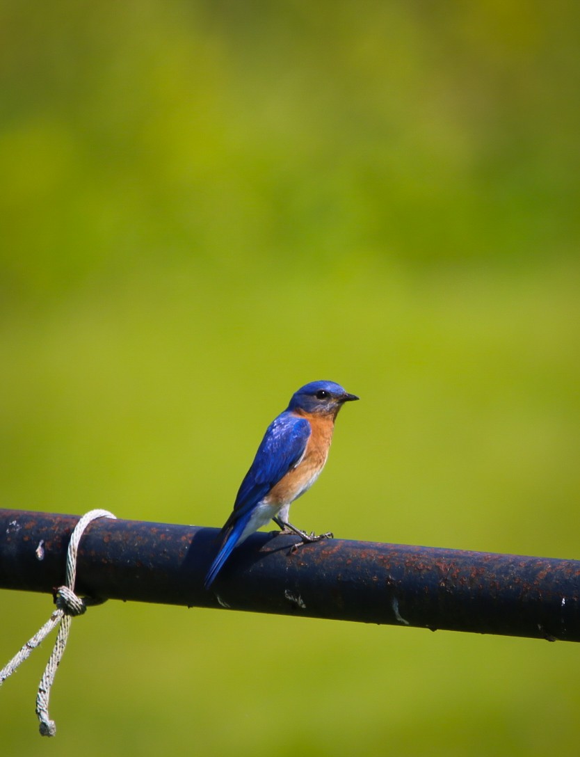 Eastern Bluebird - ML638953228