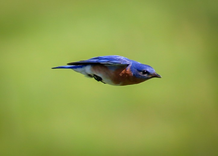 Eastern Bluebird - ML638953229