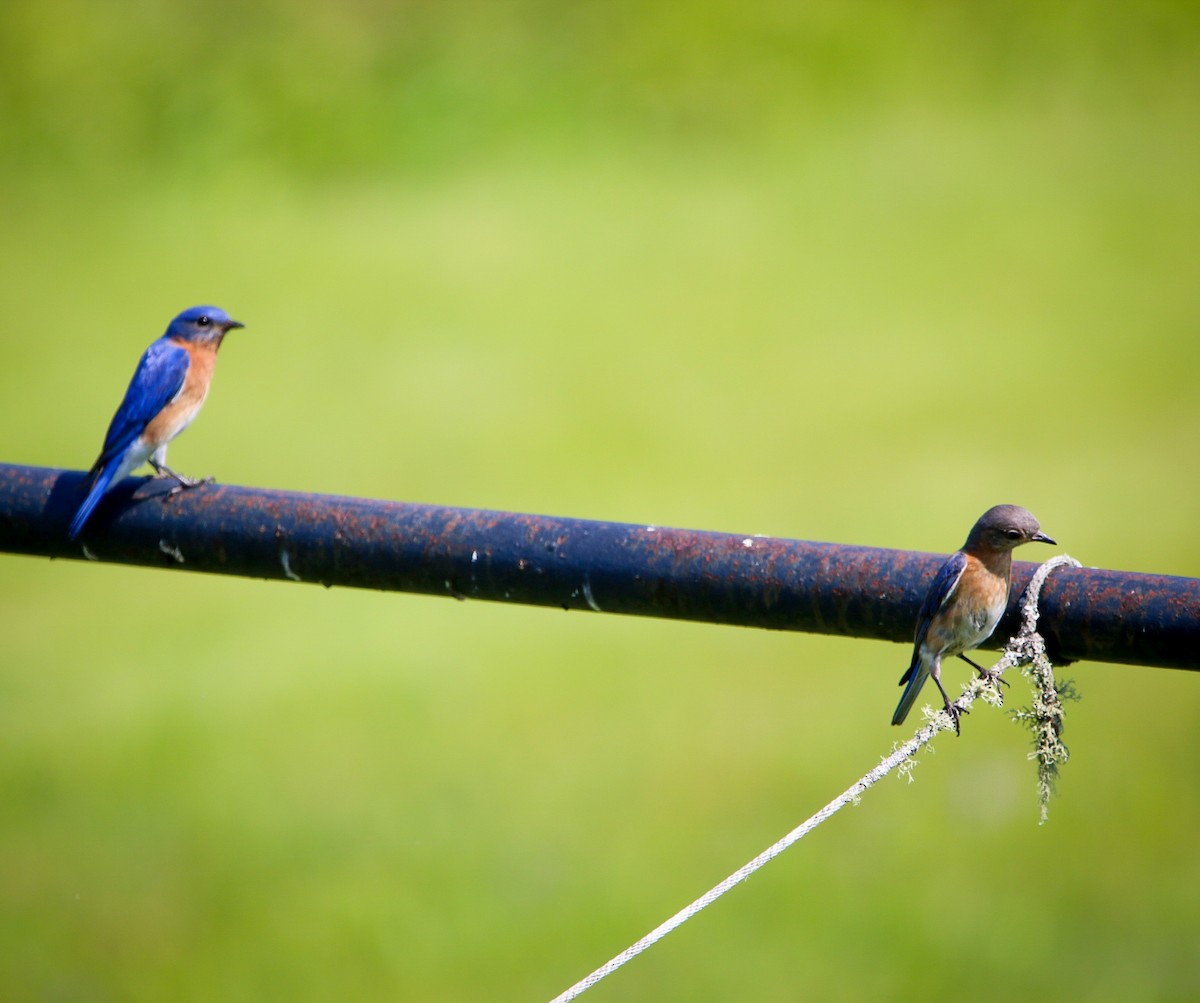 Eastern Bluebird - ML638953230