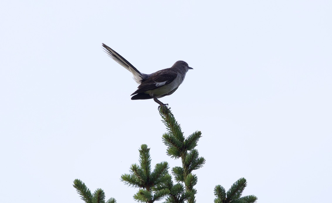 Northern Mockingbird - ML638953231