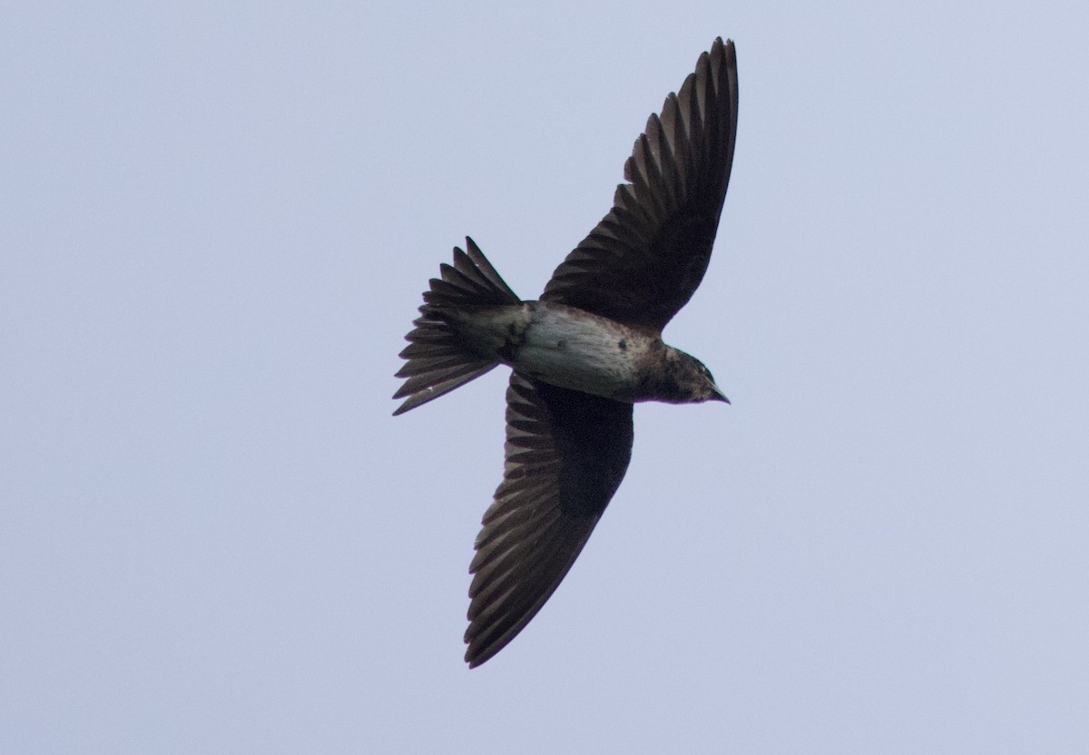 Purple Martin - ML638953234