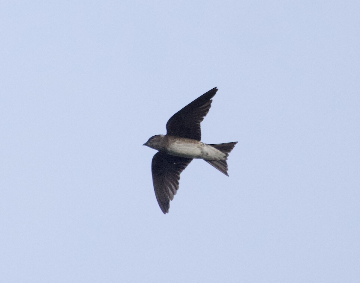 Purple Martin - ML638953235