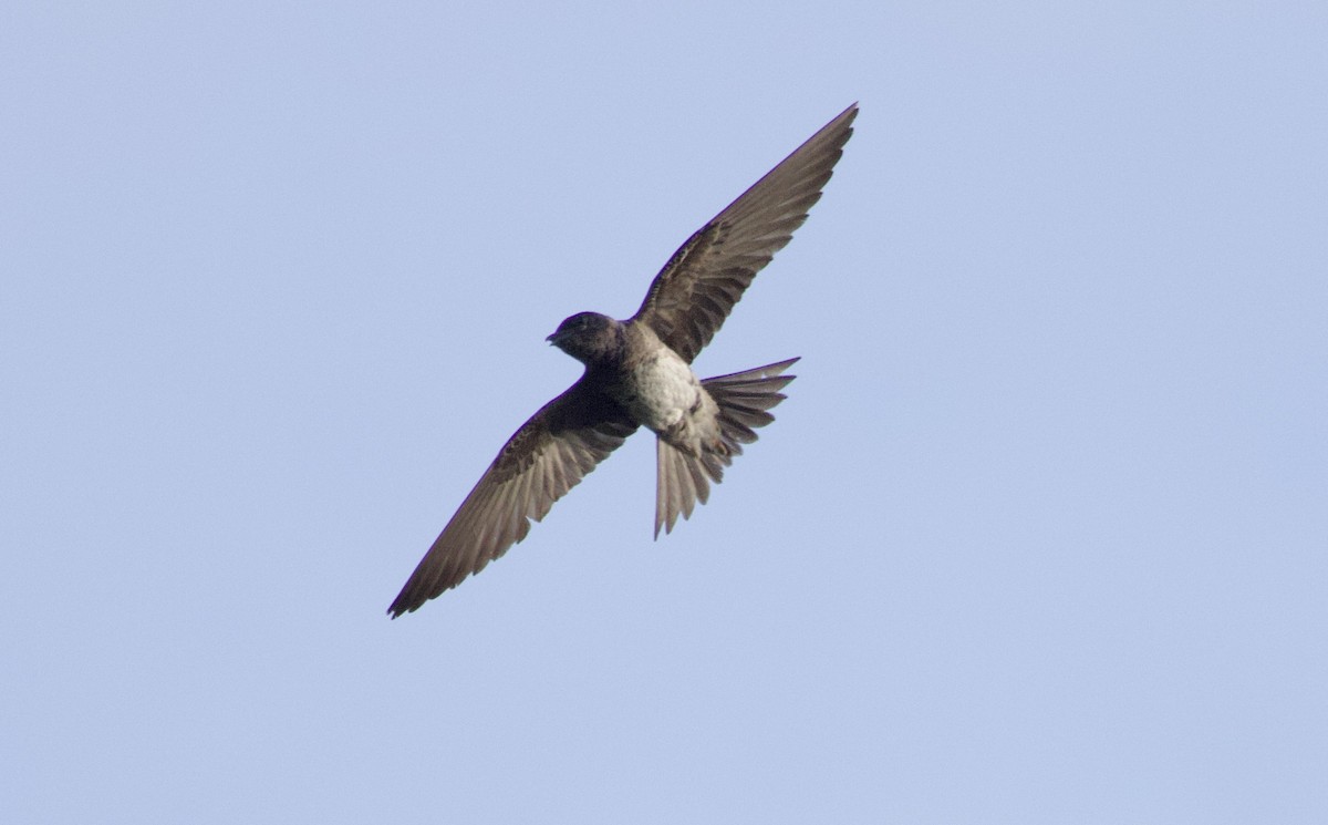 Purple Martin - ML638953236