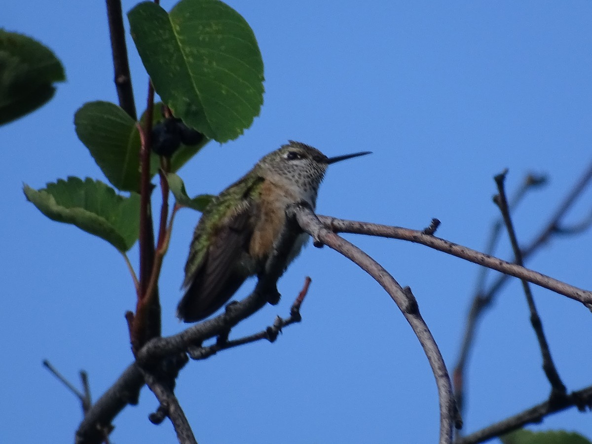 Calliope Hummingbird - ML638953241