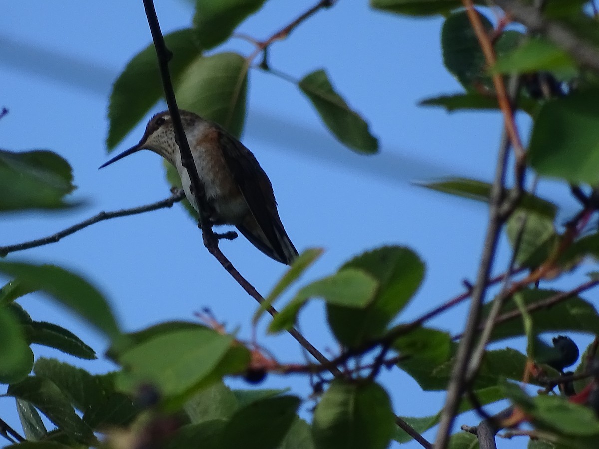 Calliope Hummingbird - ML638953242