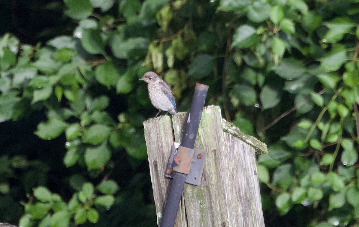 Eastern Bluebird - ML638953244
