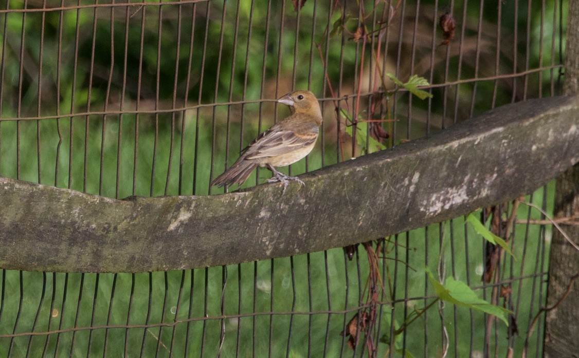 Blue Grosbeak - ML638953249