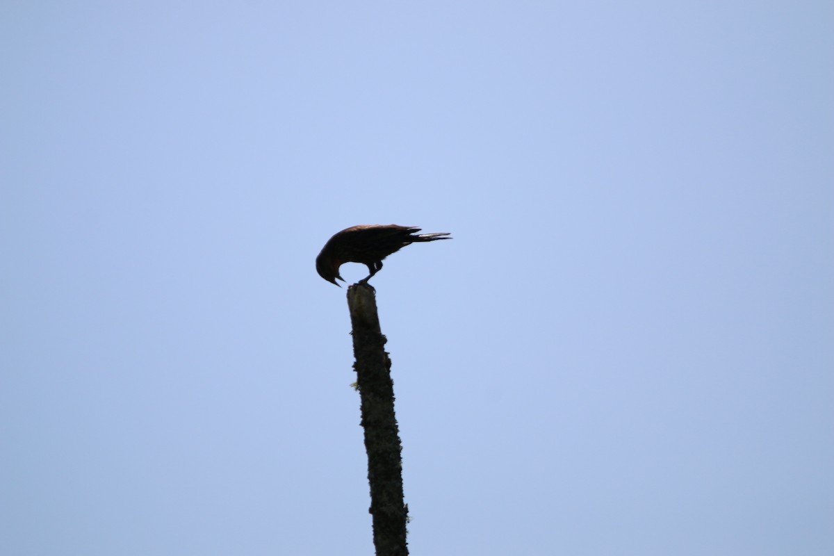 Red-winged Blackbird - ML638953250