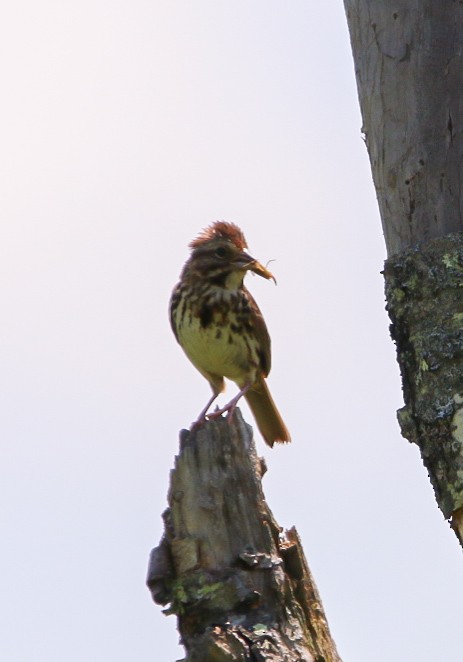 Song Sparrow - ML638953255