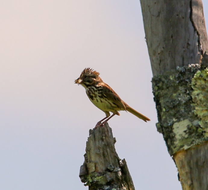 Song Sparrow - ML638953256