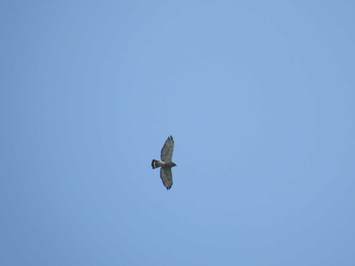 Broad-winged Hawk - ML638953261