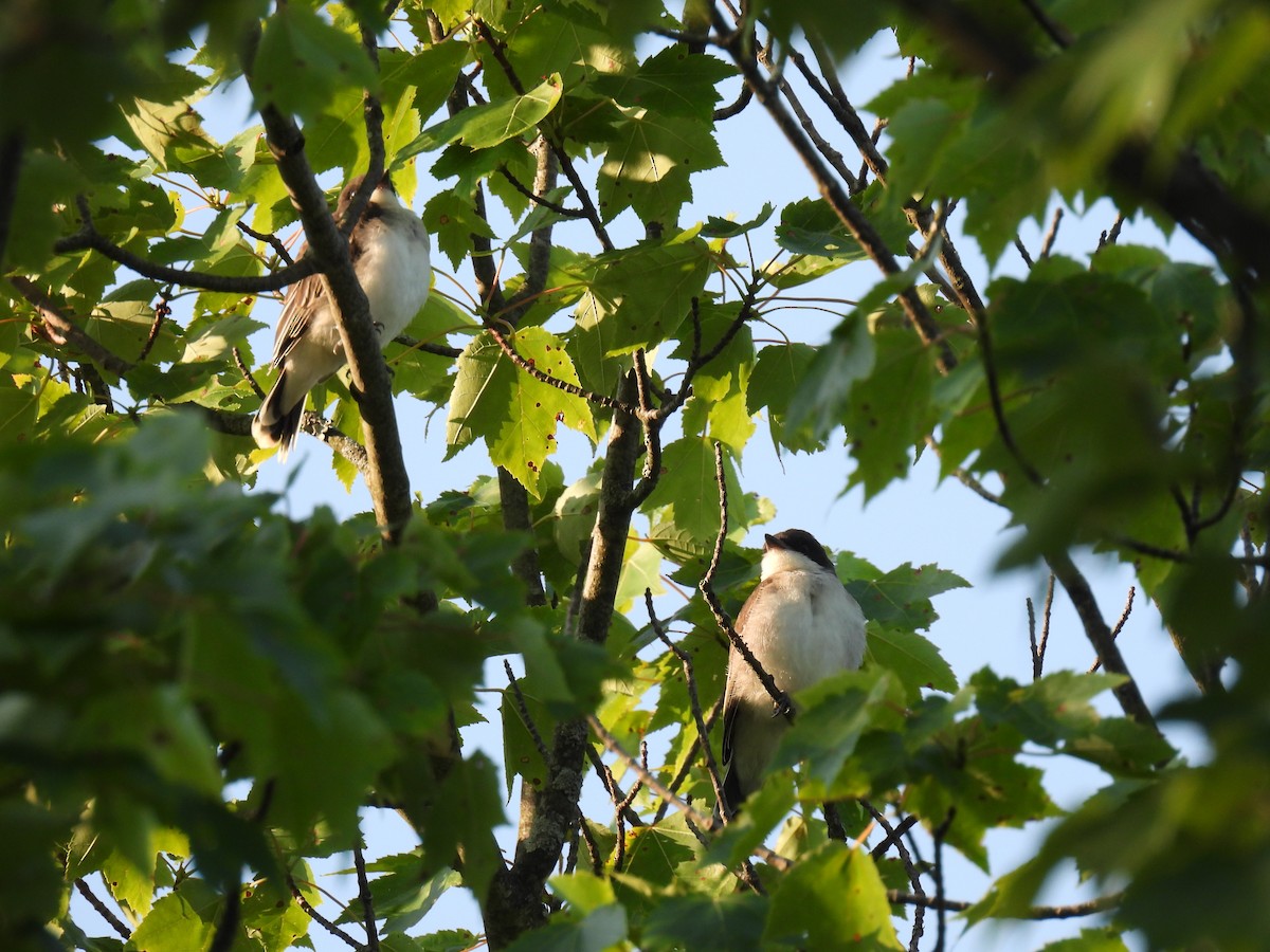 Eastern Kingbird - ML638953304