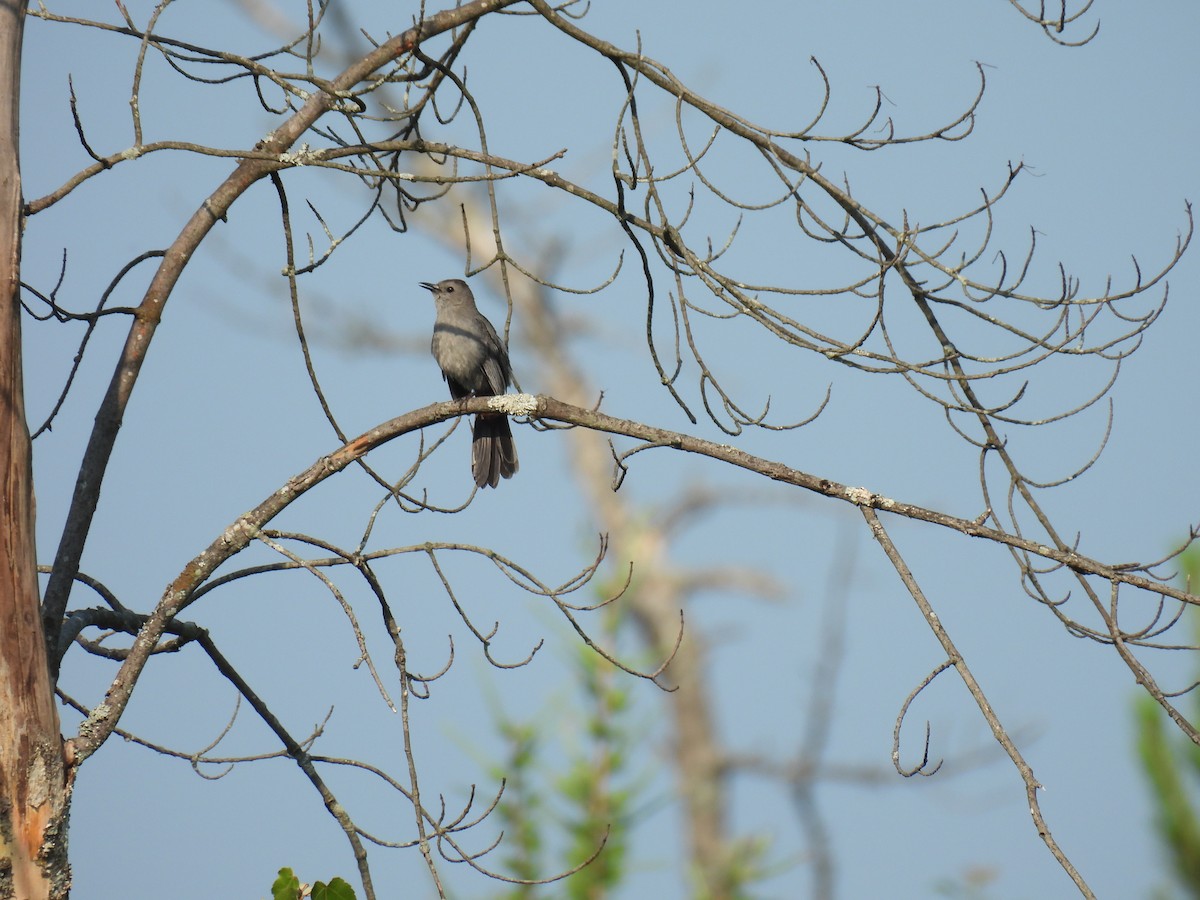 Gray Catbird - ML638953311