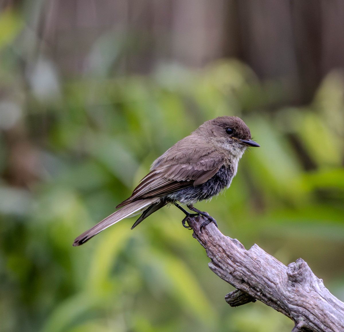 Eastern Phoebe - ML638953312