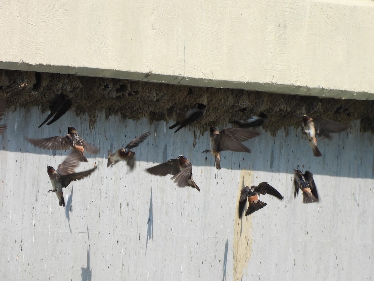 Cliff Swallow - ML638953313