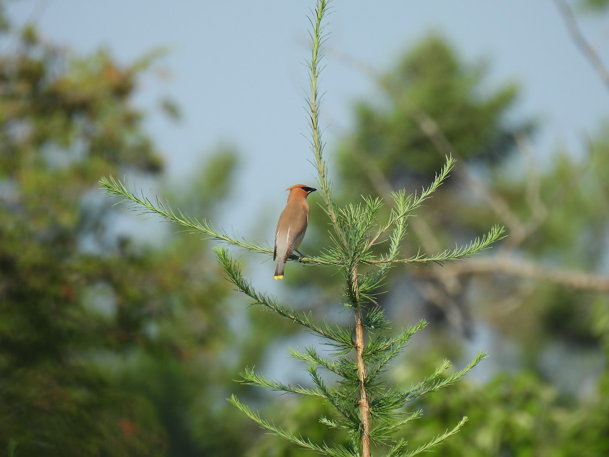 Cedar Waxwing - ML638953318