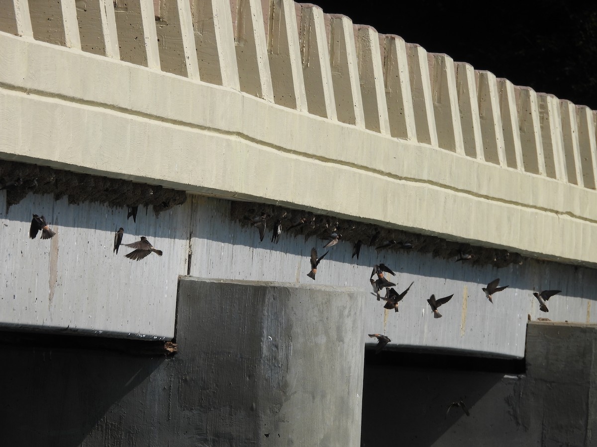 Cliff Swallow - ML638953319