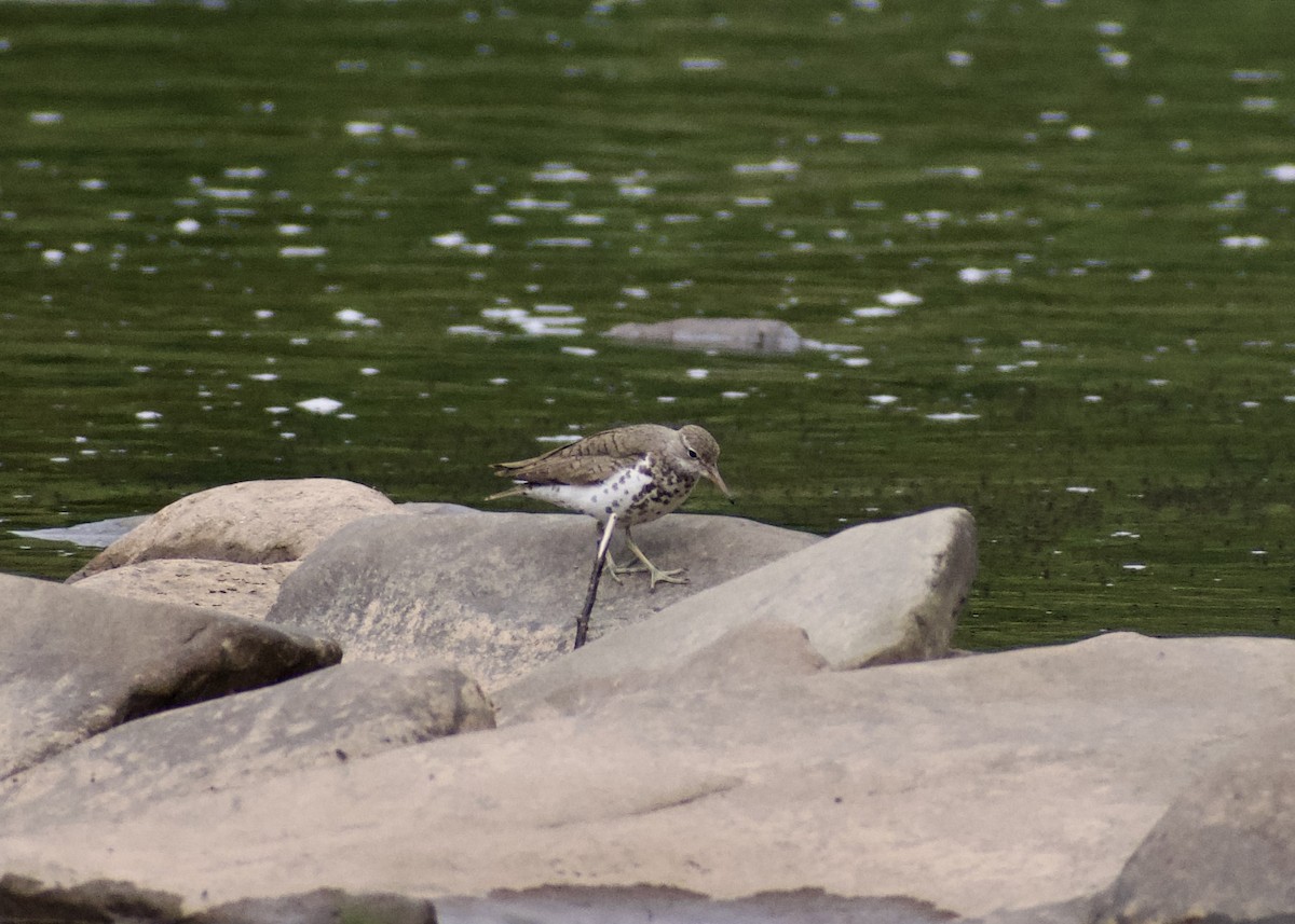 Spotted Sandpiper - ML638953323