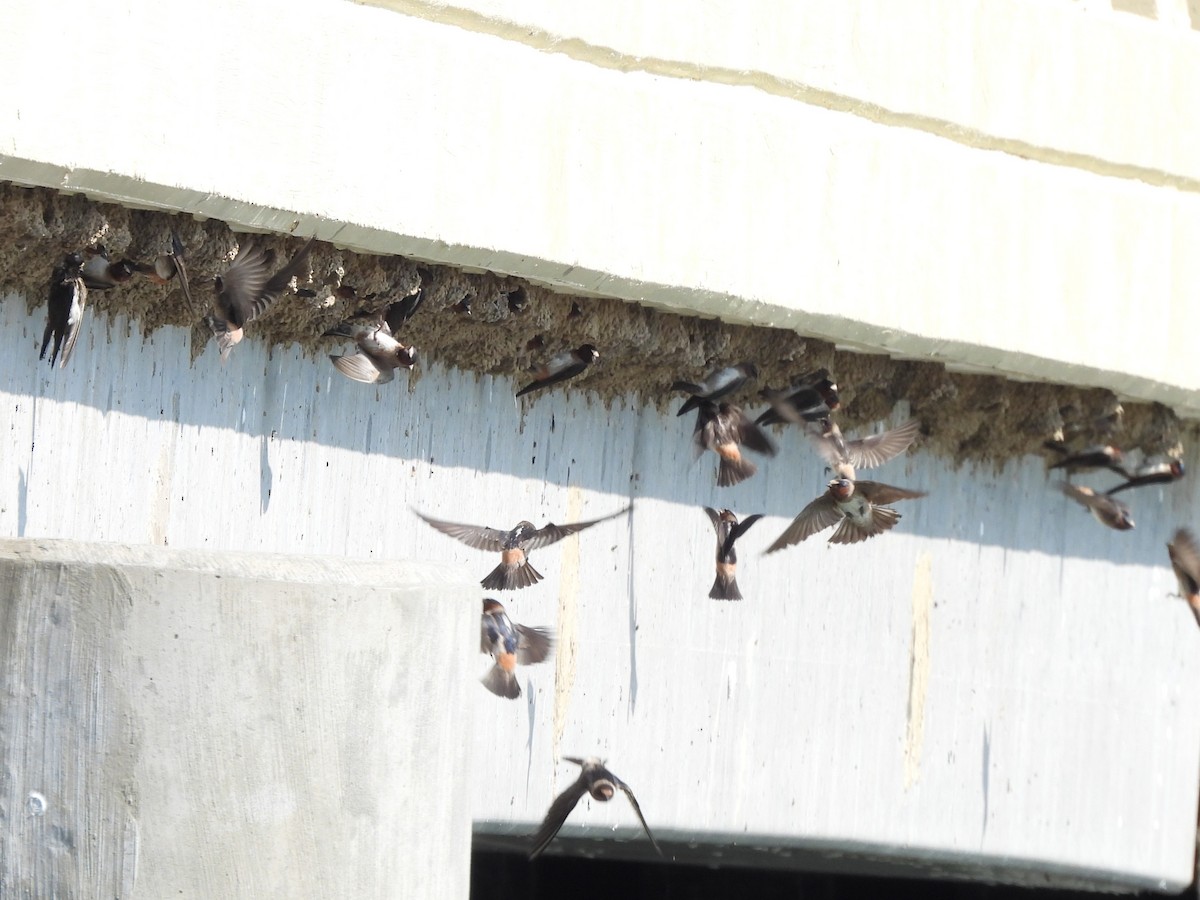 Cliff Swallow - ML638953324