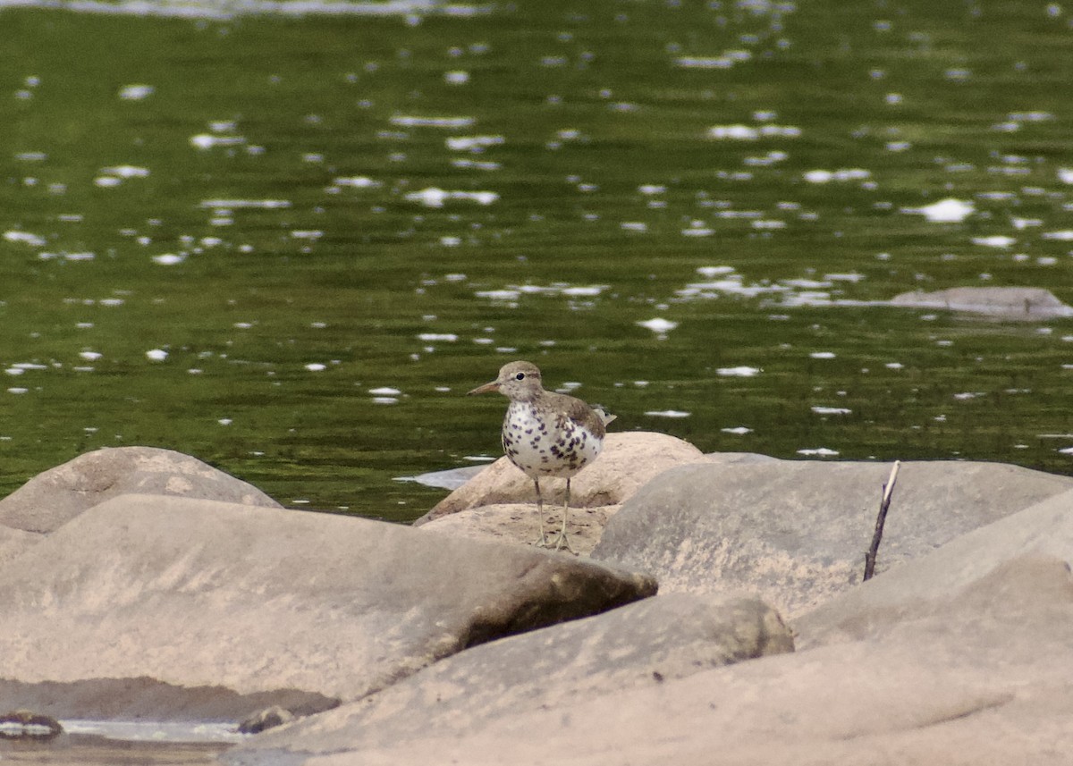 Spotted Sandpiper - ML638953325