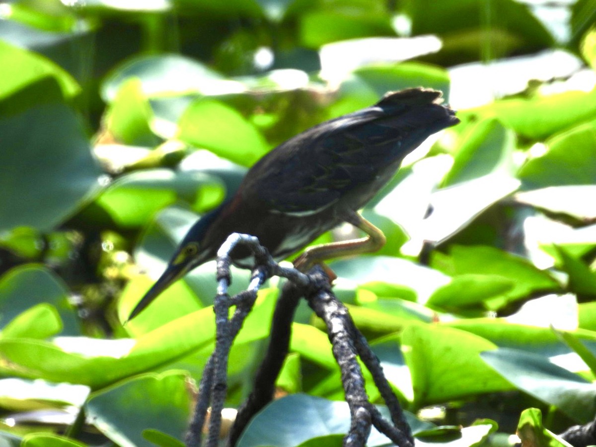 Green Heron - ML638953326