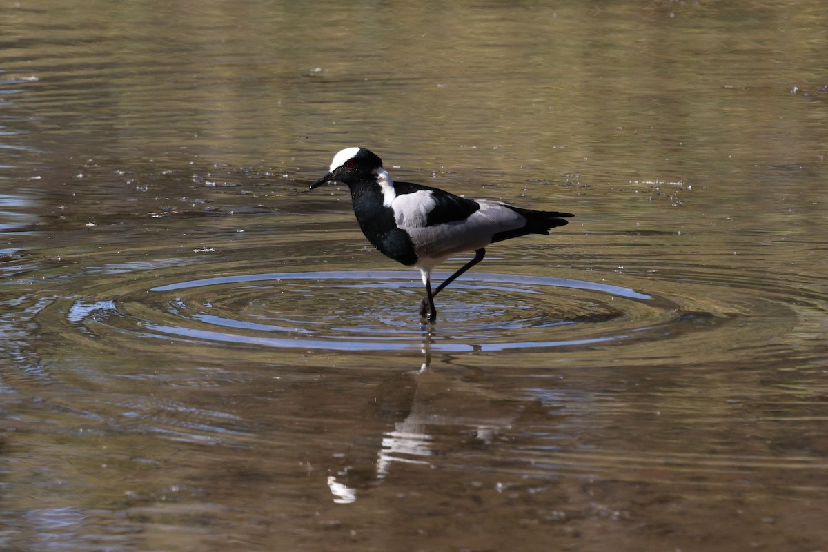 Blacksmith Lapwing - ML638953327