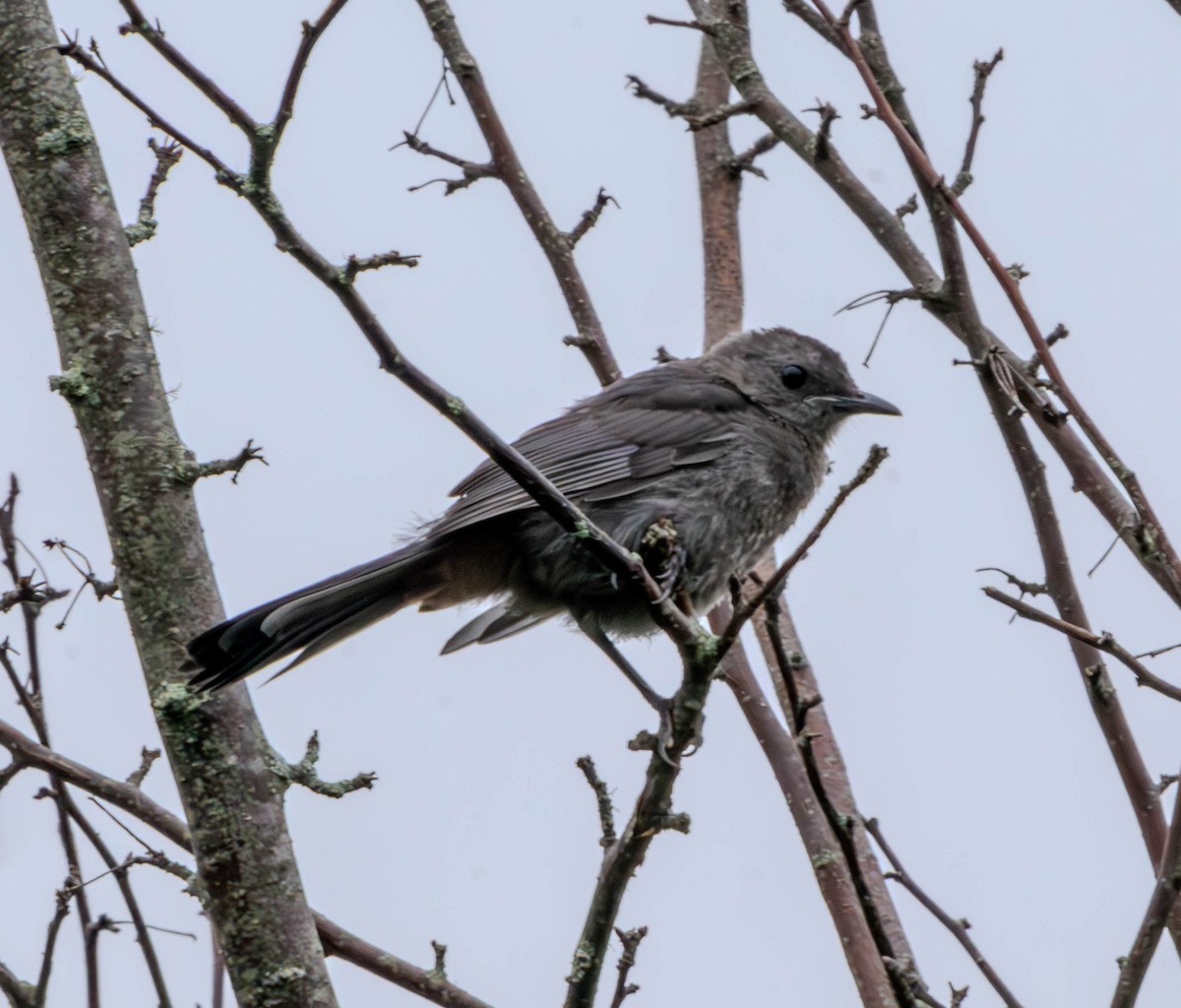 Gray Catbird - ML638953328
