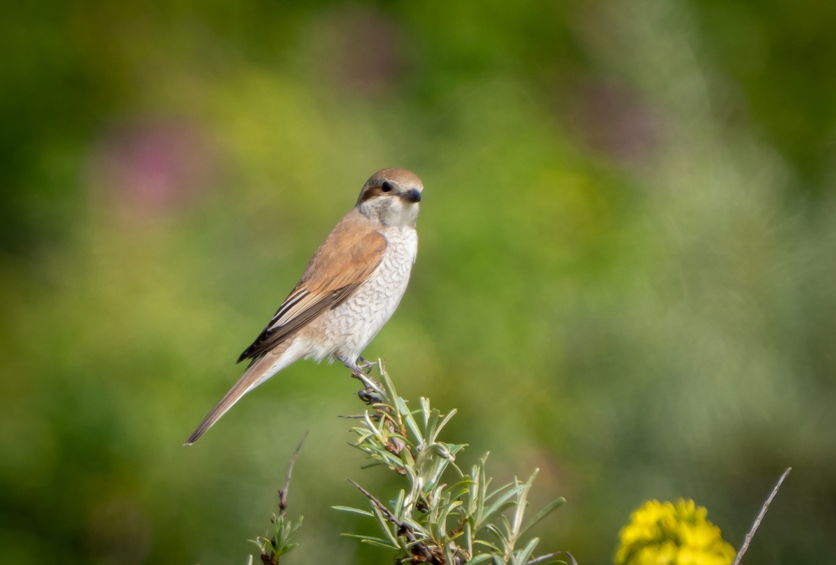 Red-backed Shrike - ML638953329