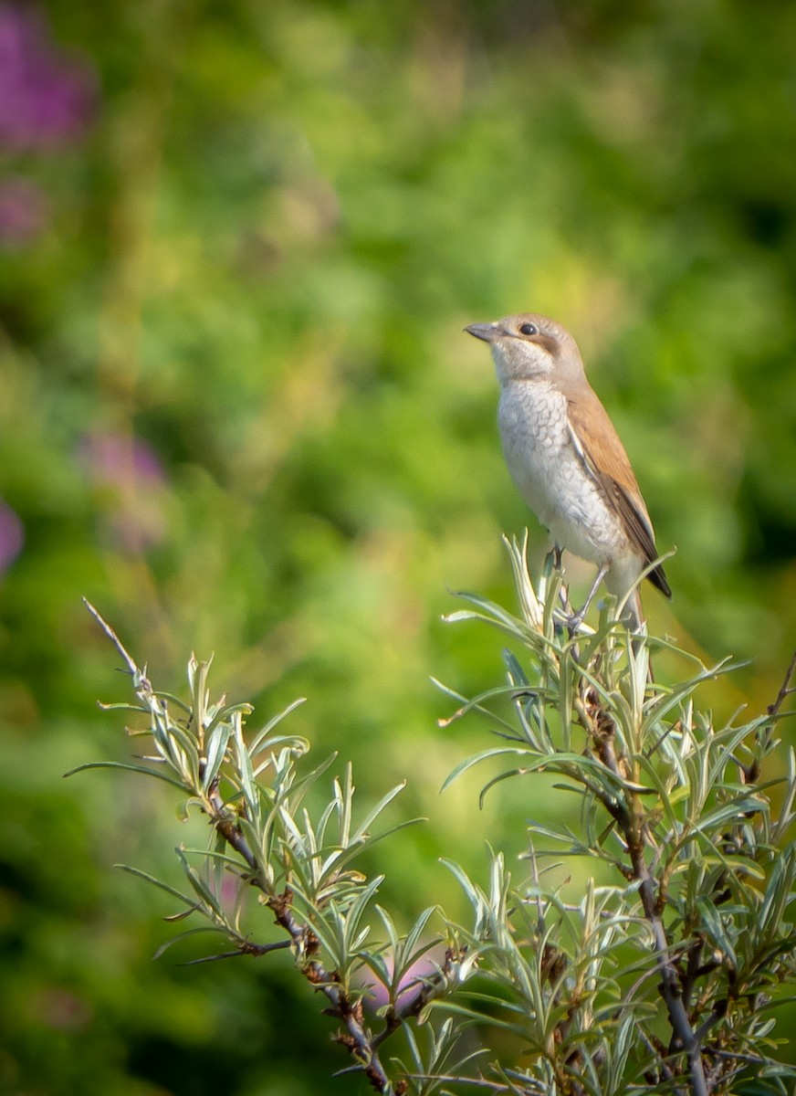 Red-backed Shrike - ML638953330