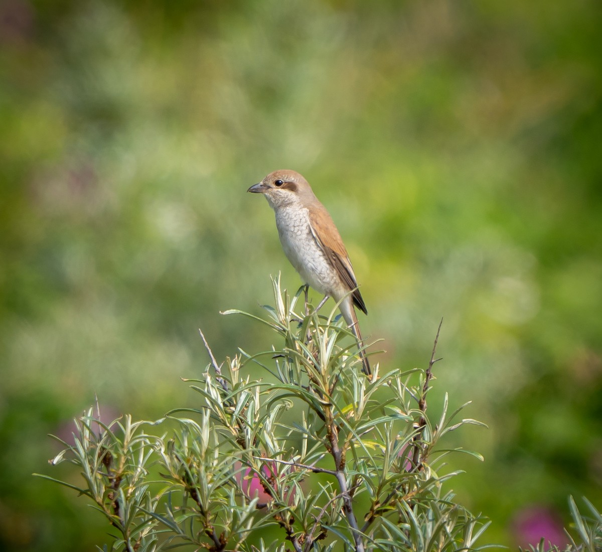 Red-backed Shrike - ML638953331