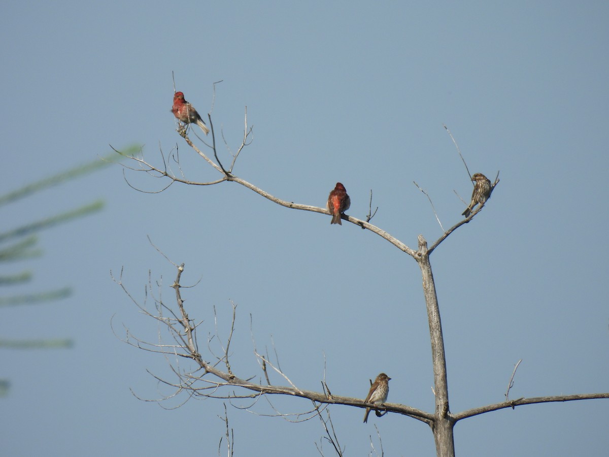 Purple Finch - ML638953333