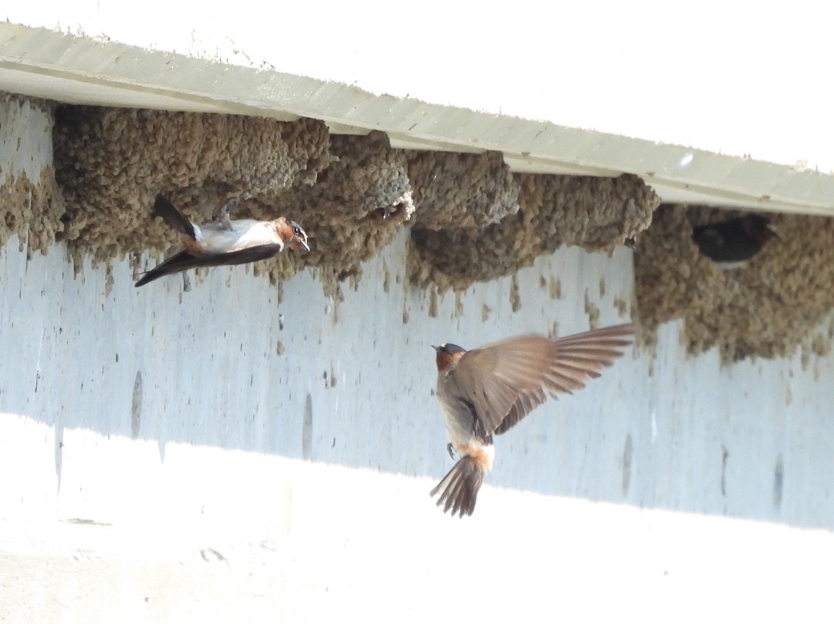 Cliff Swallow - ML638953335